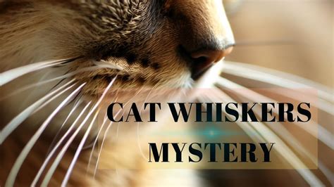 Magical charm of cat whiskers